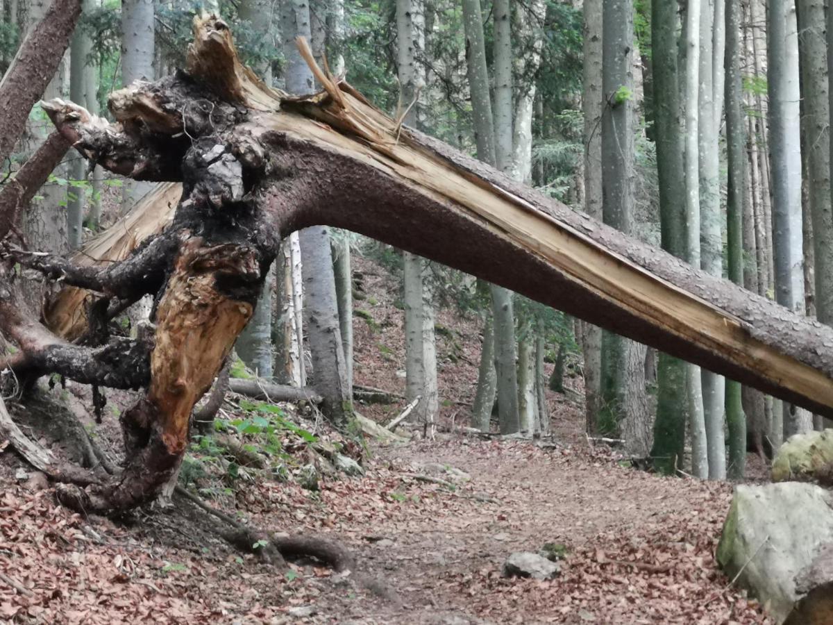 Landhaus Am Arzbach Bad Tölz Dış mekan fotoğraf